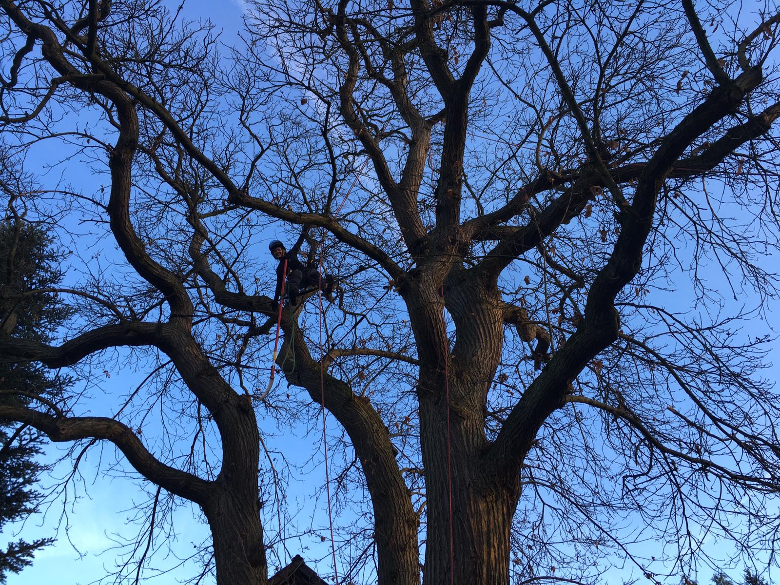 Impression greenLaMa Laura im Baum